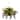 Hibiscus Hanging Basket - Yellow