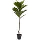 preview thumbnail 1 of 3, 4-foot Fiddle Leaf Tree UV Resistant (Indoor/Outdoor)