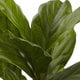 preview thumbnail 4 of 3, 4-foot Fiddle Leaf Tree UV Resistant (Indoor/Outdoor)