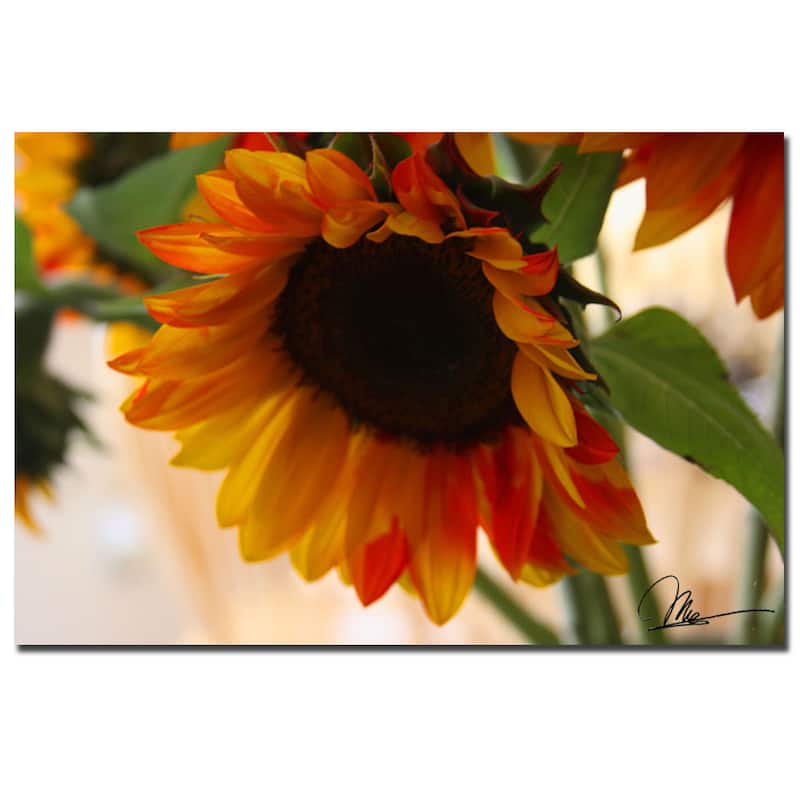Martha Guerra 'Sunflowers VII' 16x24 Canvas Wall Art