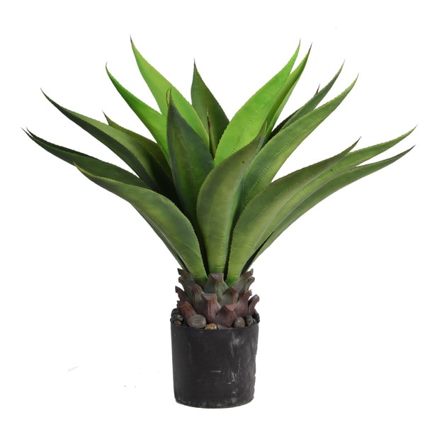 32-inch Tall Giant Aloe