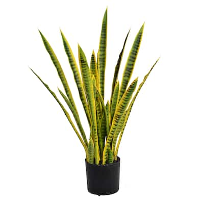 35-inch Tall Snake Plant (Sansevieria)