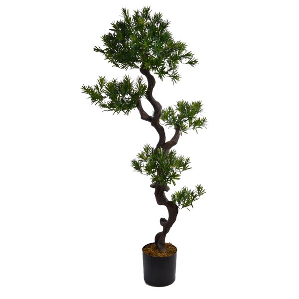 59-inch Tall Yacca Tree
