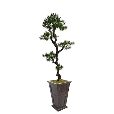 67-inch Tall Yacca Tree in Planter - 77.8"