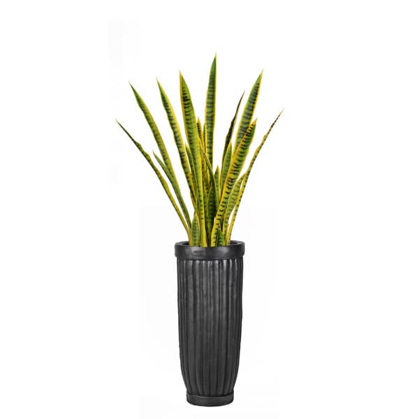 56-inch Tall Snake Plant in Planter - 17709908 - Overstock.com Shopping ...