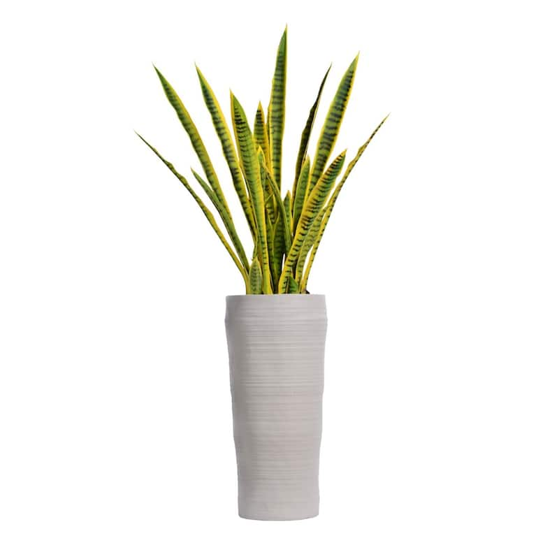 56-inch Tall Snake Plant in Planter - 56"