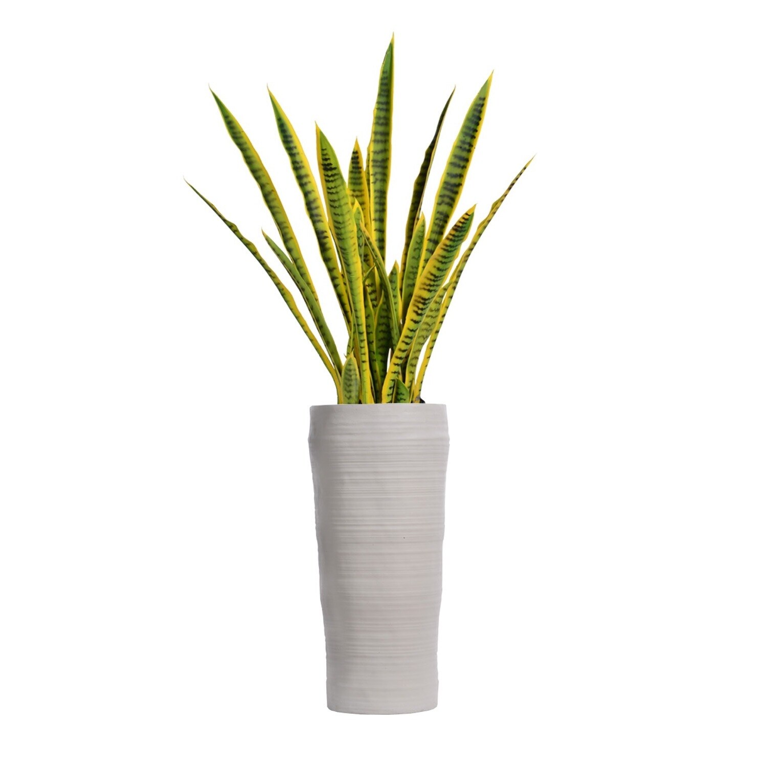 yellow succulent plant Buy Aloinopsis Malherbei Online | Miniature Blue Fan