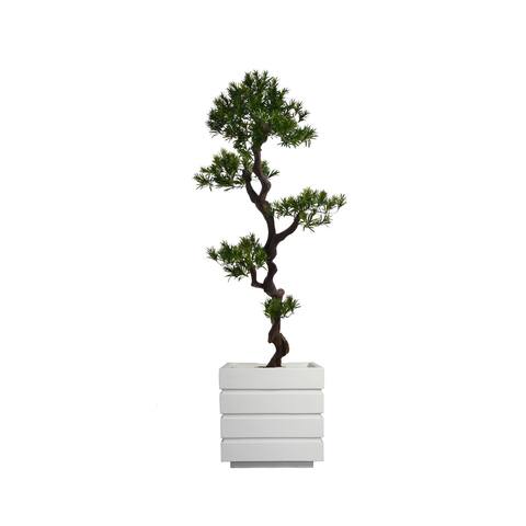 54-inch Tall Yacca Tree in Planter - 54"