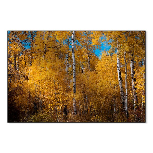 Gallery Direct Autumn Aspen Forest, Colorado Print on Metal Wall Art
