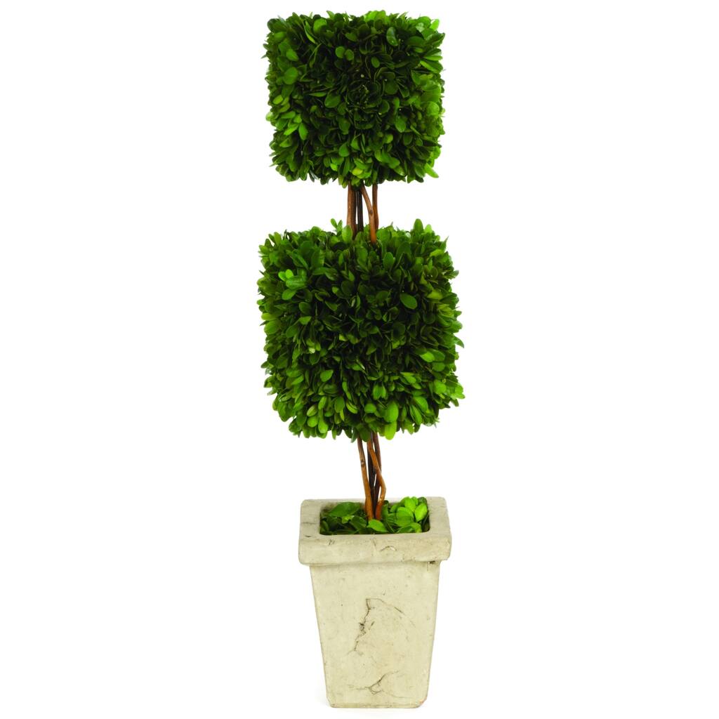Boxwood Double Square Topiary