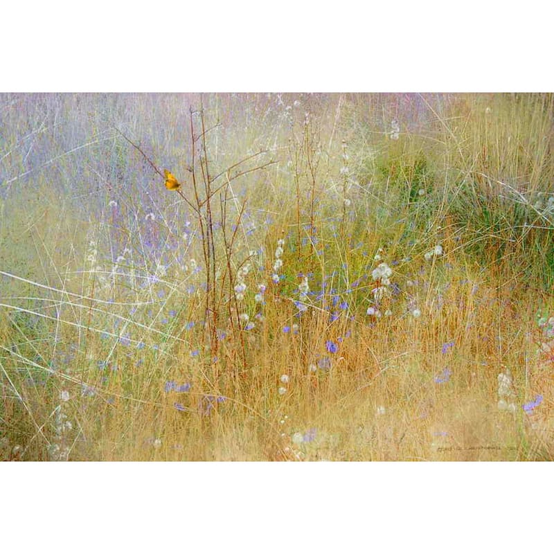 Marmont Hill - Meadow Mural by Chris Vest Painting Print on Canvas - Multi-Color