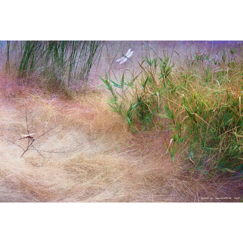 Marmont Hill - Muhly Grass Textures by Chris Vest Painting Print on Canvas - Multi-Color