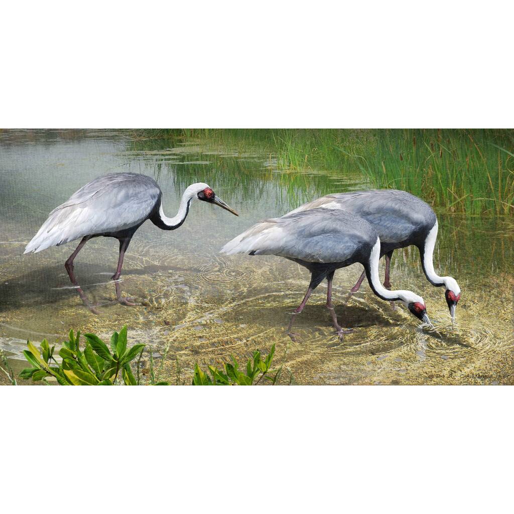 Marmont Hill - White Naped Cranes by Chris Vest Painting Print on Canvas - Multi-Color