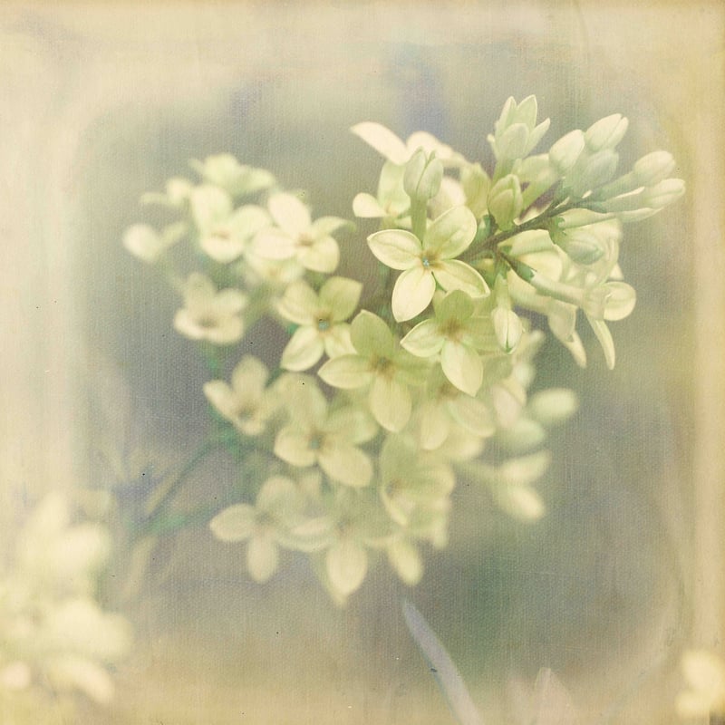 Marmont Hill - If She Spoke by Jorgensen Painting Print on Canvas - Multi-Color