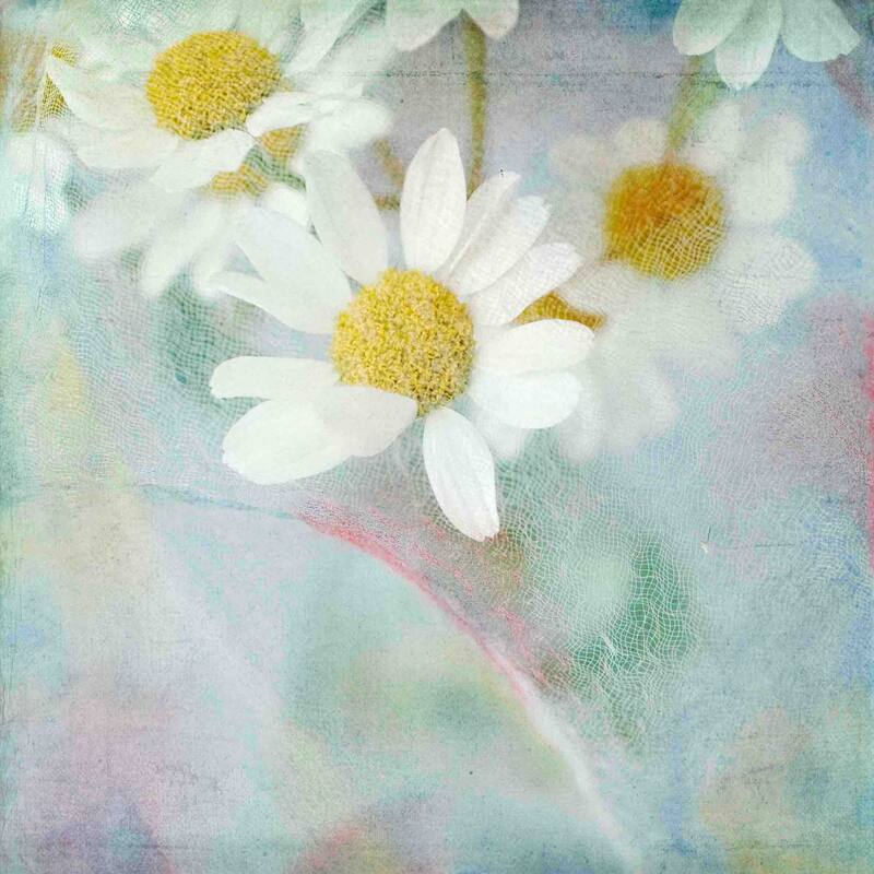Marmont Hill Julie Joy 'White Daisy 1' Painting Print on Canvas - Multi-Color