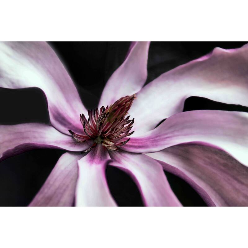 Marmont Hill - Petal Pleasure by Robertson Painting Print on Canvas - Multi-Color