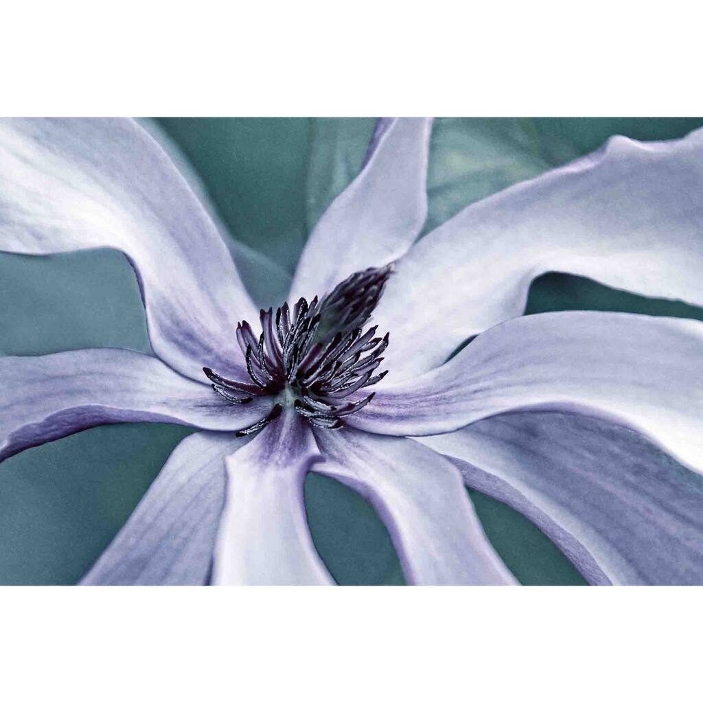 Marmont Hill - Petal Pleasure 2 by Robertson Painting Print on Canvas - Multi-Color