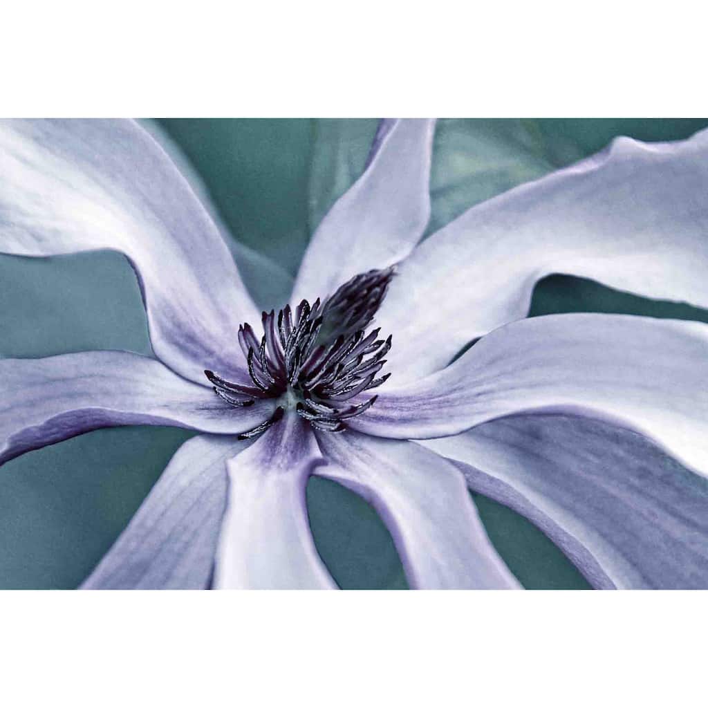 Marmont Hill - Petal Pleasure 2 by Robertson Painting Print on Canvas - Multi-Color