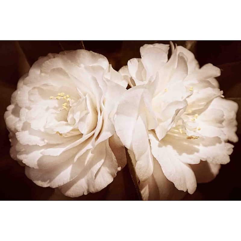 Marmont Hill - Pretty Pair In Sepia by Robertson Painting Print on Canvas - Multi-Color