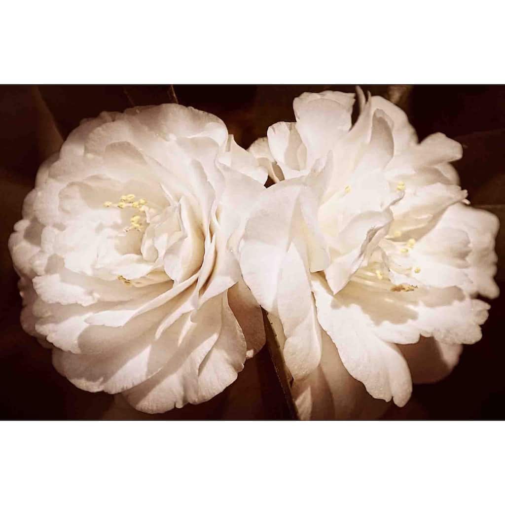 Marmont Hill - Pretty Pair In Sepia by Robertson Painting Print on Canvas - Multi-Color