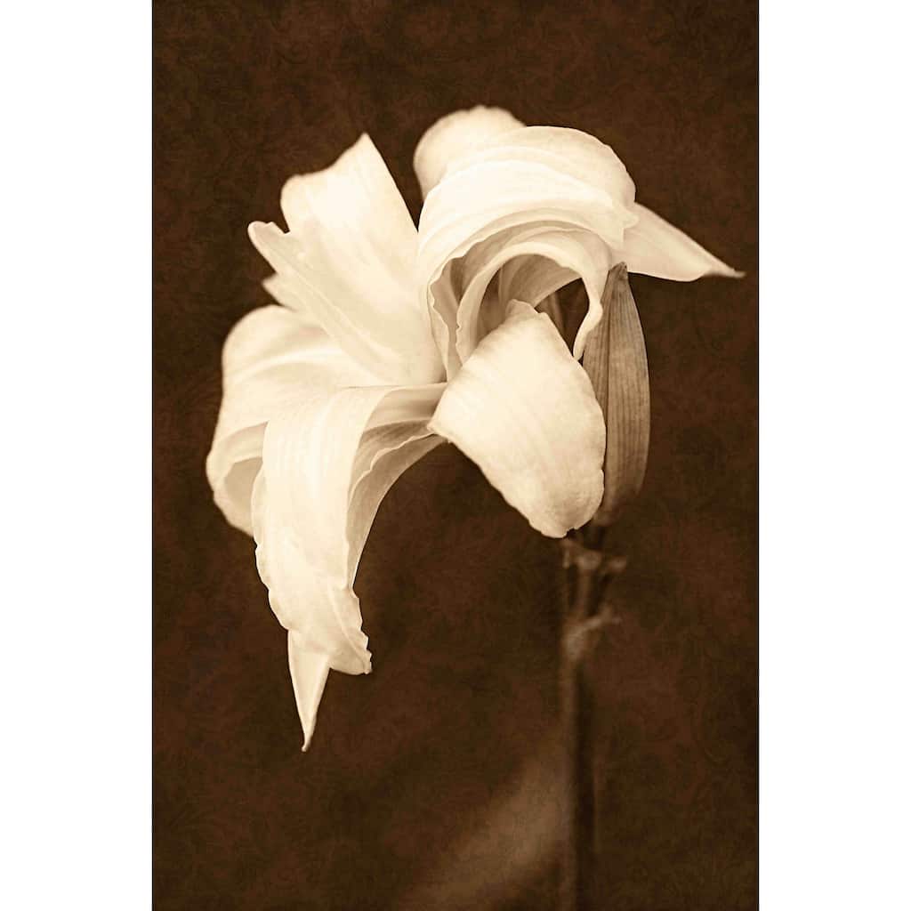 Marmont Hill - Petal Profusion by Robertson Painting Print on Canvas - Multi-Color