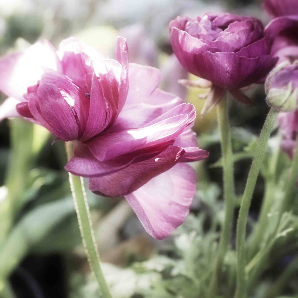 Marmont Hill - Floral Melody VII by Irena Orlov Painting Print on Canvas - Multi-Color