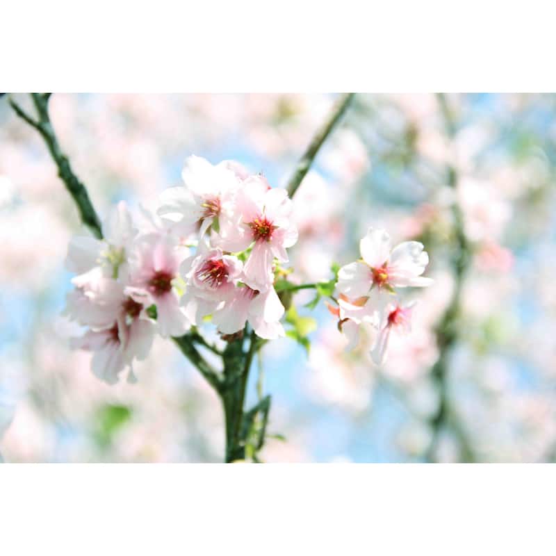Marmont Hill - Spring Blooming by Irena Orlov Painting Print on Canvas - Multi-Color