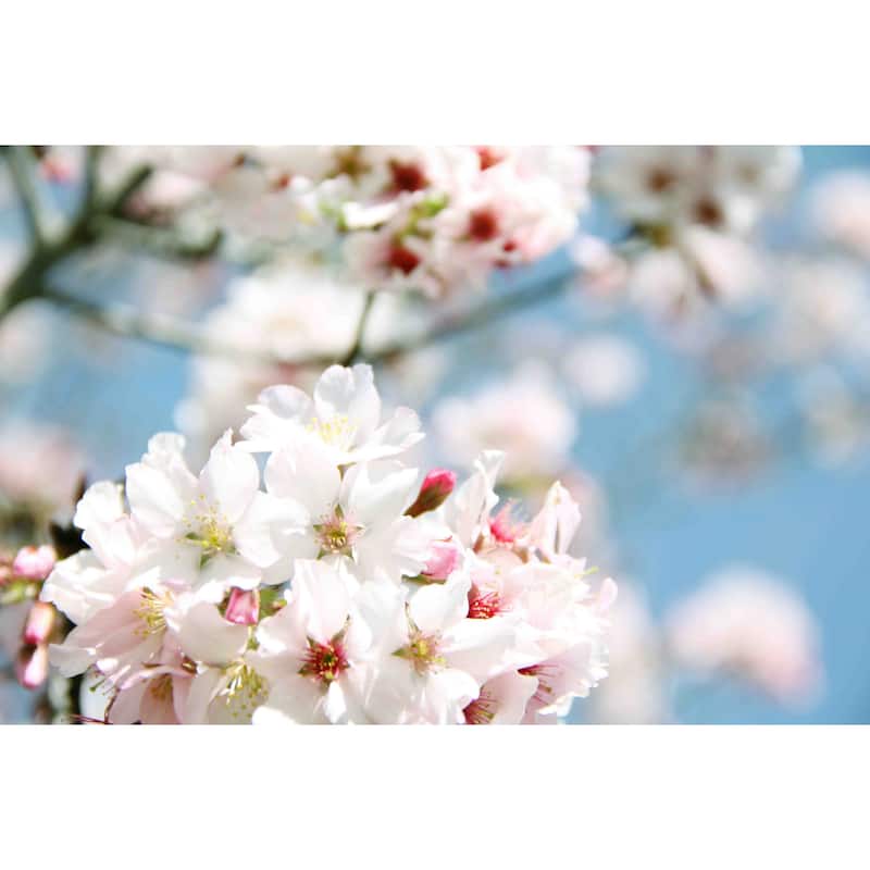 Marmont Hill - Dreaming Of Spring by Irena Orlov Painting Print on Canvas - Multi-Color