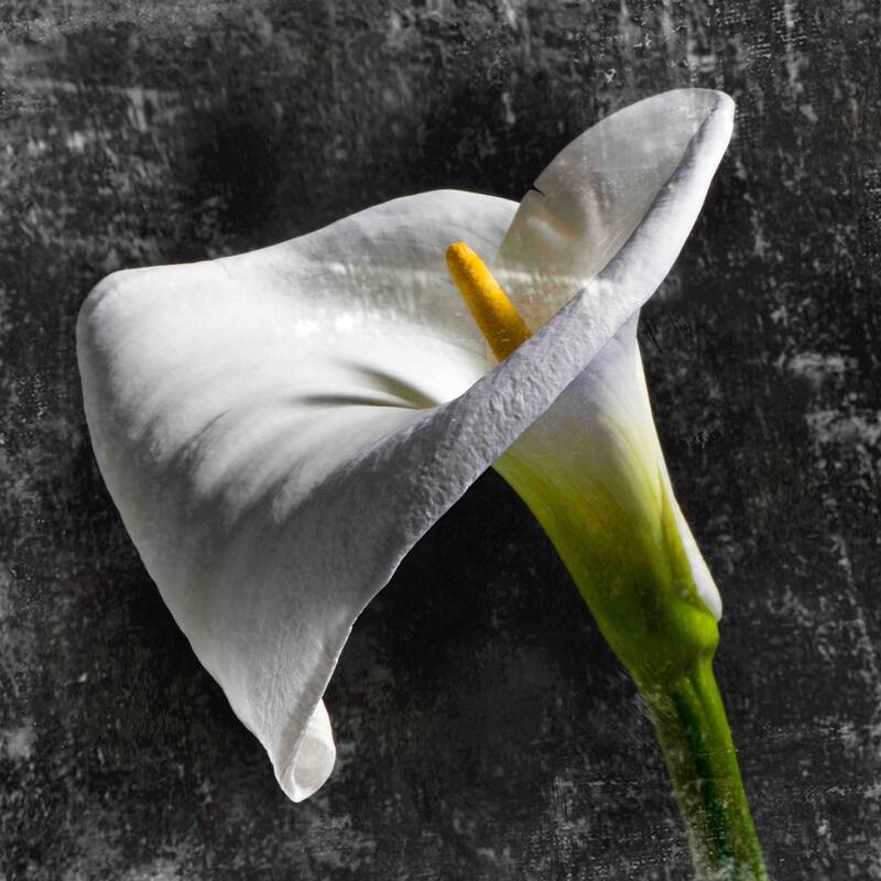 Marmont Hill - White Callas by Aryai Painting Print on Canvas - Multi-Color