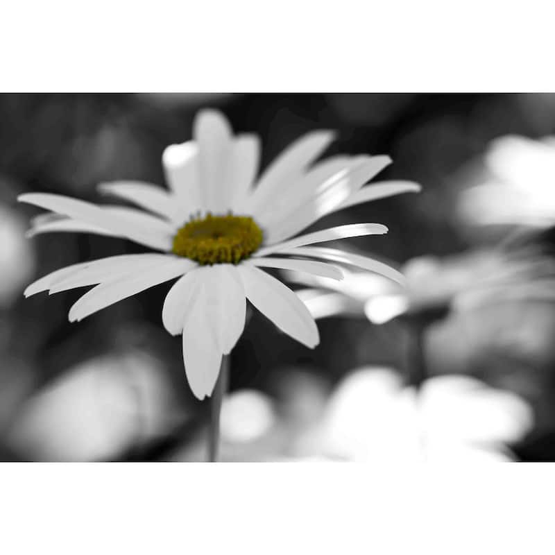 Marmont Hill - Sun Speckled Daisy Painting Print on Canvas - Multi-Color