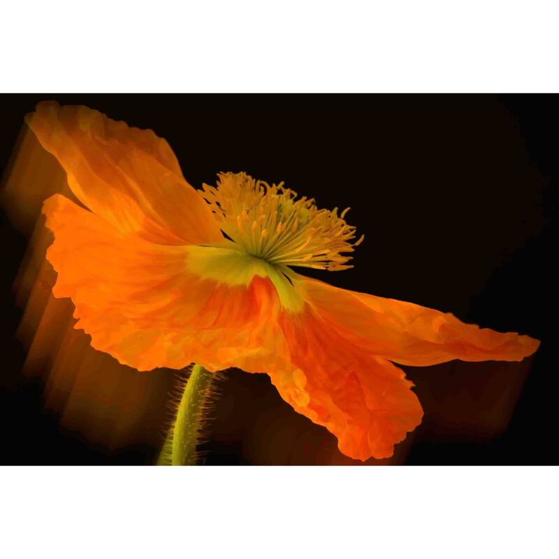 Marmont Hill - Dramatic Orange Poppy Painting Print on Canvas