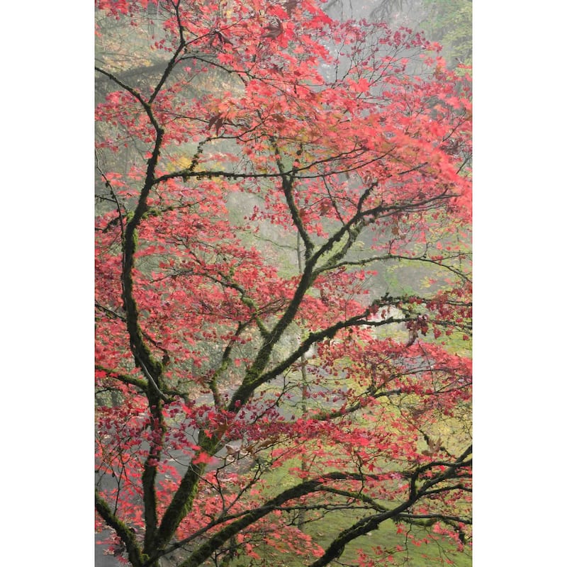 Marmont Hill - Red Zen Painting Print on Canvas - Multi-Color