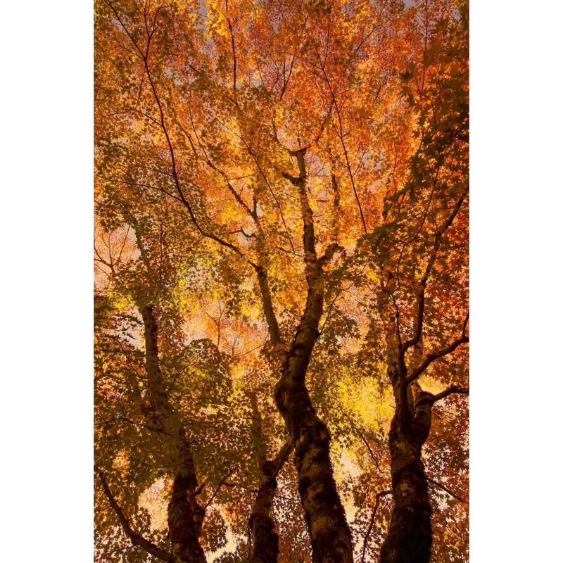 Marmont Hill - The Trees Dance Painting Print on Canvas - Multi-Color