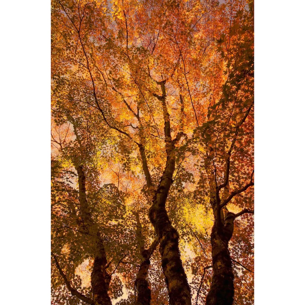 Marmont Hill - The Trees Dance Painting Print on Canvas - Multi-Color