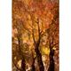 preview thumbnail 1 of 5, Marmont Hill - The Trees Dance Painting Print on Canvas - Multi-Color