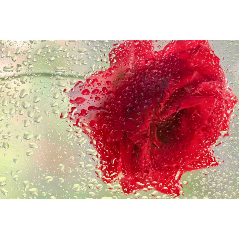 Marmont Hill - Red Rose in a Light Rain Painting Print on Canvas