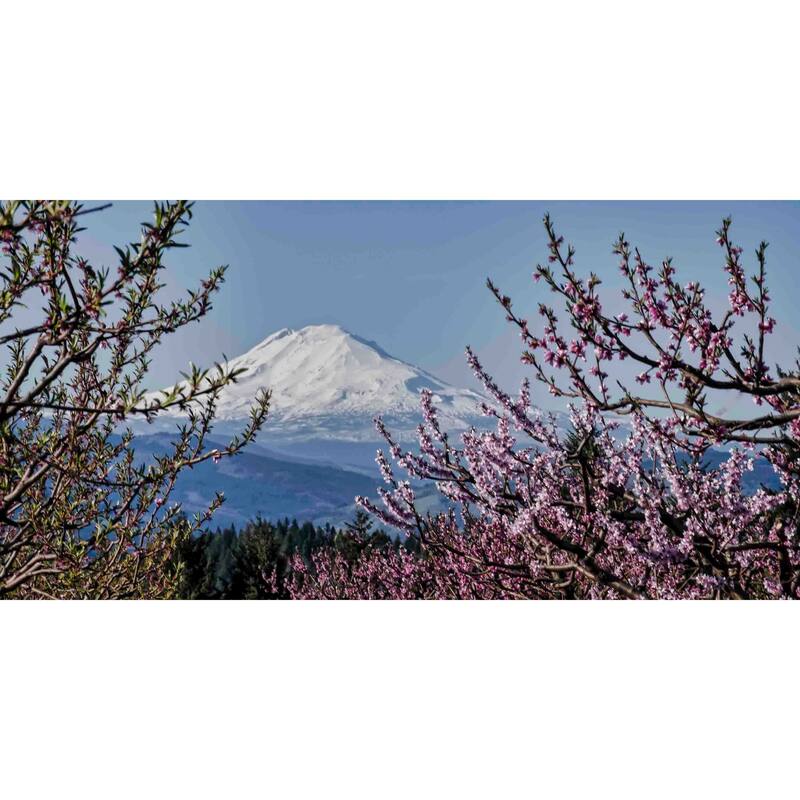Marmont Hill - Mt. Adams in Spring Painting Print on Canvas - Multi-Color
