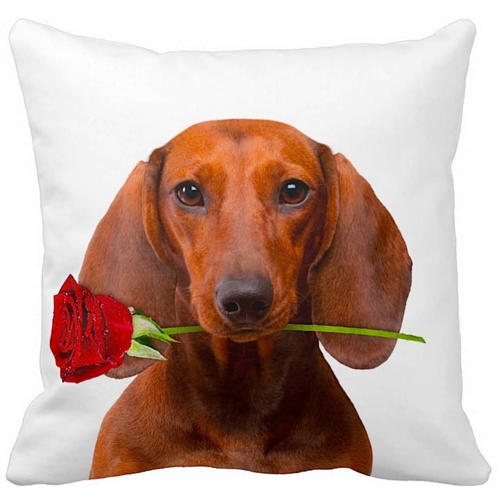 Dachshund Brown With a Rose 16-inch Throw Pillow
