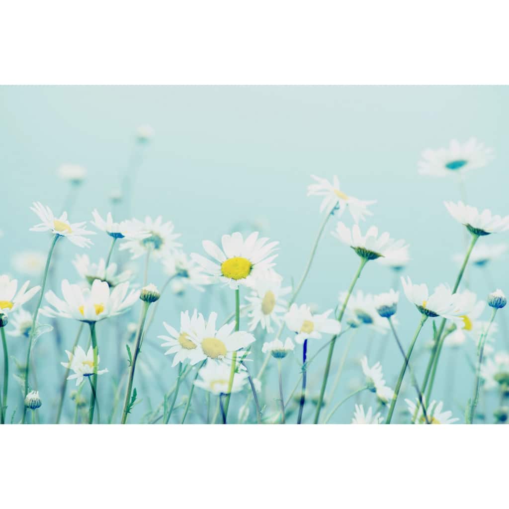 Marmont Hill - 'Dancing Daisies' by Robert Dickinson Painting Print on Canvas - Multi-Color