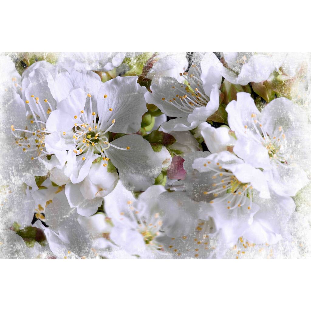 Marmont Hill - 'Apricot Blossoms' by Aryai Painting Print on Canvas - Multi-Color
