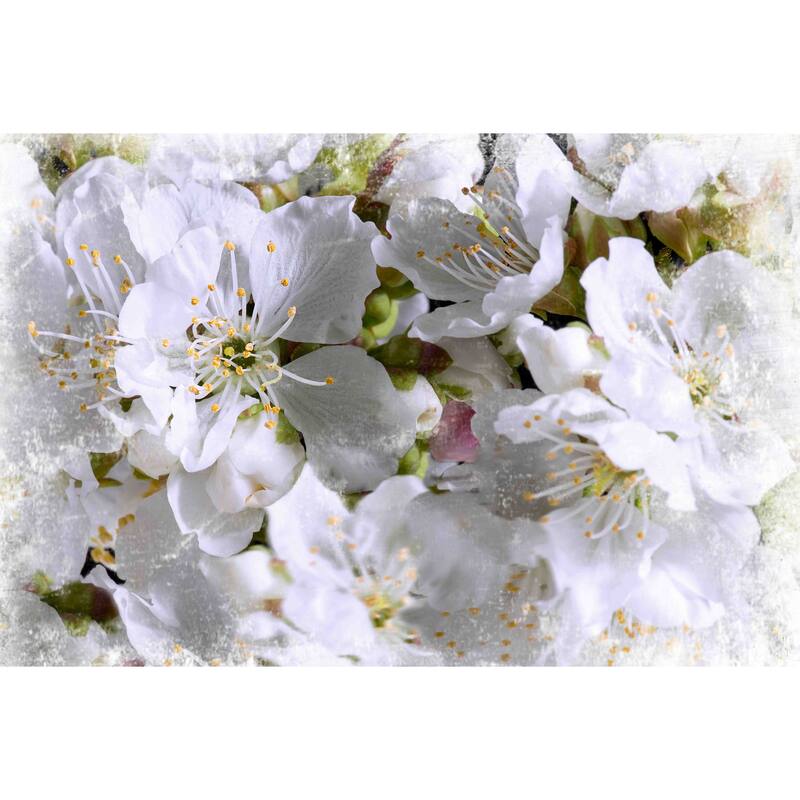 Marmont Hill - 'Apricot Blossoms' by Aryai Painting Print on Canvas - Multi-Color