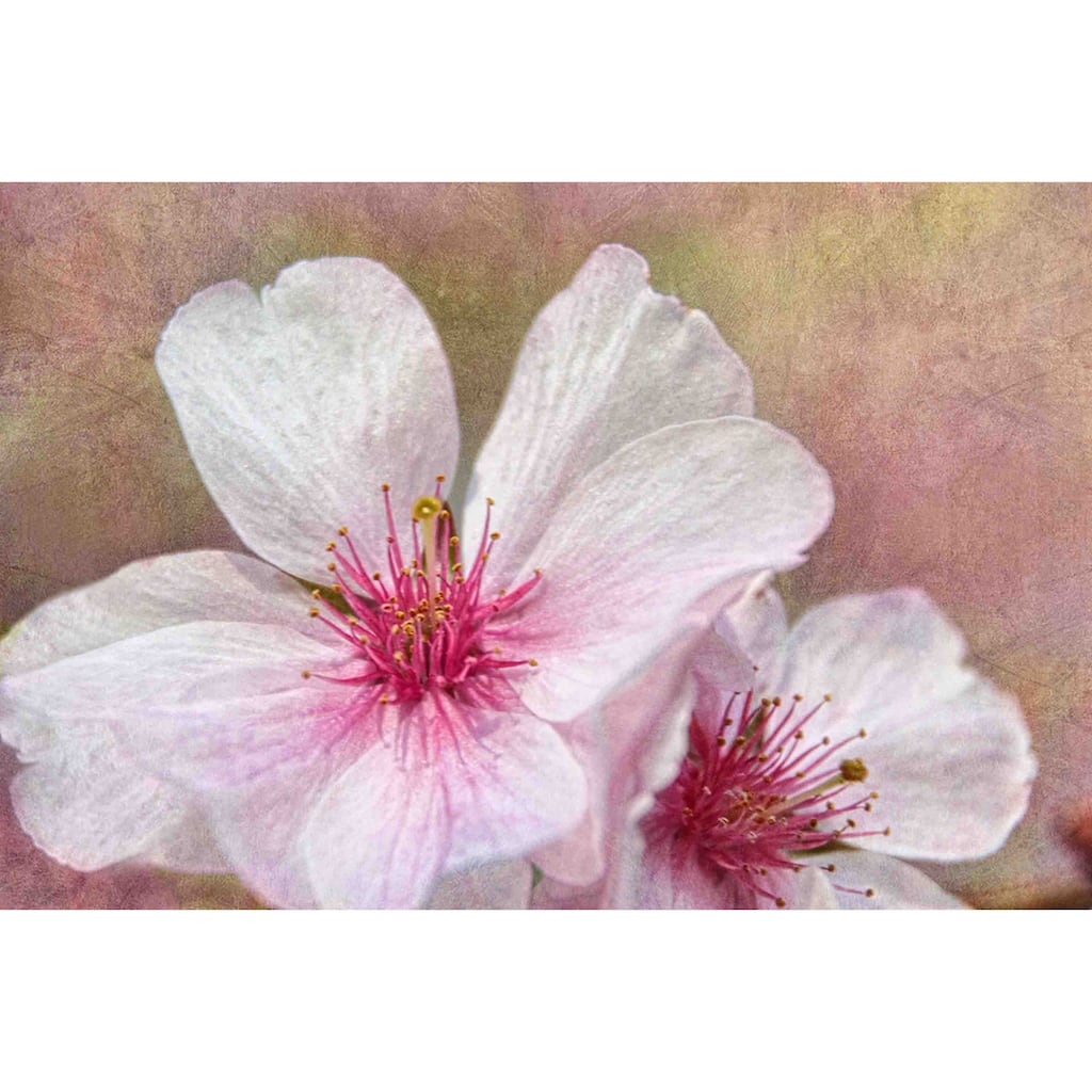 Marmont Hill - 'Cherry Blossoms' by Theo Painting Print on Canvas - Multi-Color