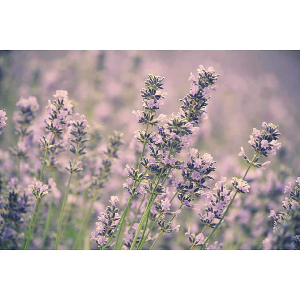 Marmont Hill - 'Lavender' by Robert Dickinson Painting Print on Canvas - Multi-Color