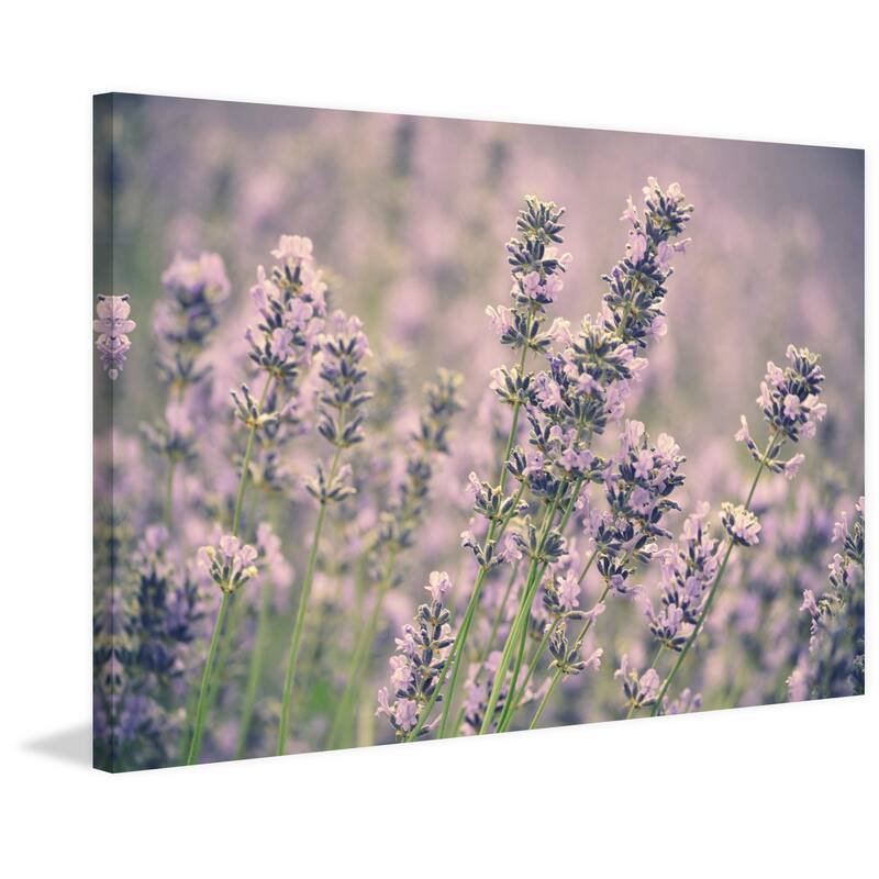 Marmont Hill - 'Lavender' by Robert Dickinson Painting Print on Canvas - Multi-Color