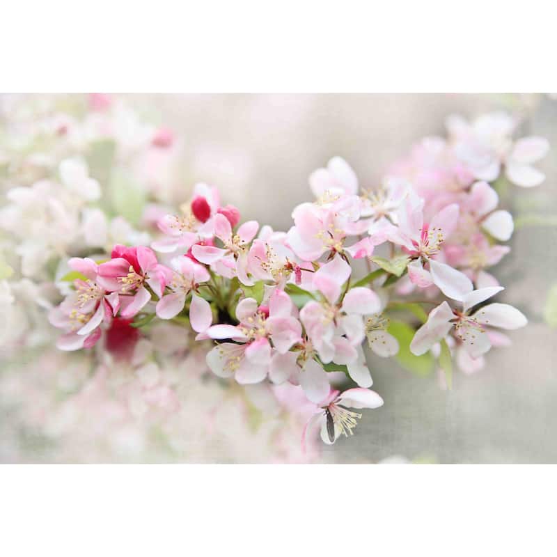 Marmont Hill - 'April Flowers' by Sylvia Cook Painting Print on Canvas - Multi-Color