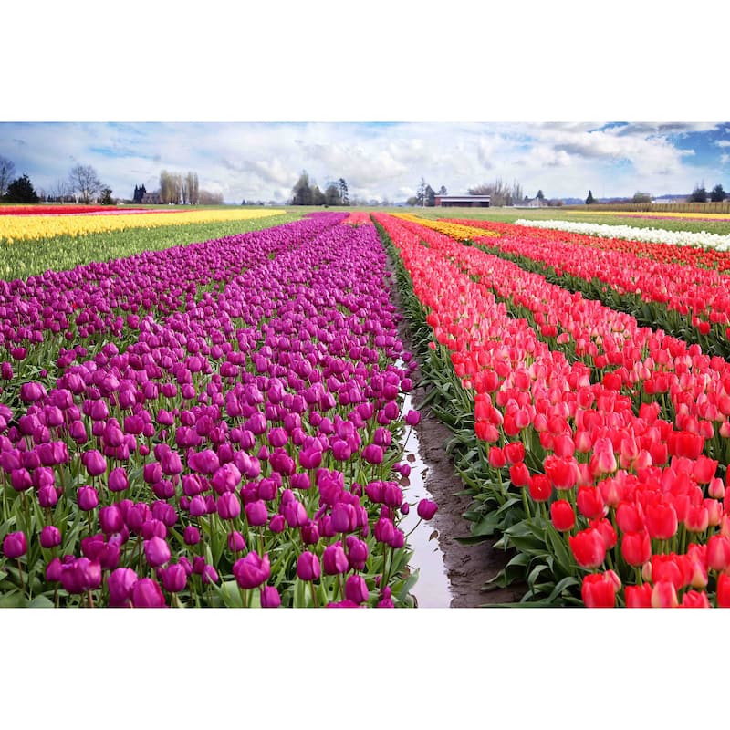 Marmont Hill - 'Skagit Valley Tulips' by Sylvia Cook Painting Print on Canvas - Multi-Color