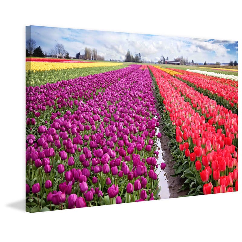 Marmont Hill - 'Skagit Valley Tulips' by Sylvia Cook Painting Print on Canvas - Multi-Color