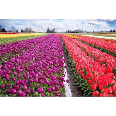 Marmont Hill - 'Skagit Valley Tulips' by Sylvia Cook Painting Print on Canvas - Multi-Color