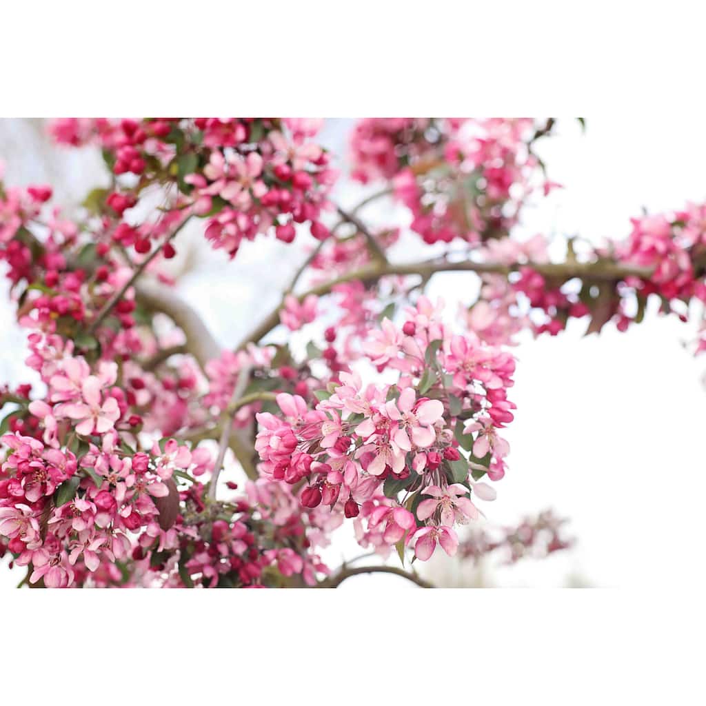 Marmont Hill - 'Spring In Pink' by Sylvia Cook Painting Print on Canvas - Multi-Color