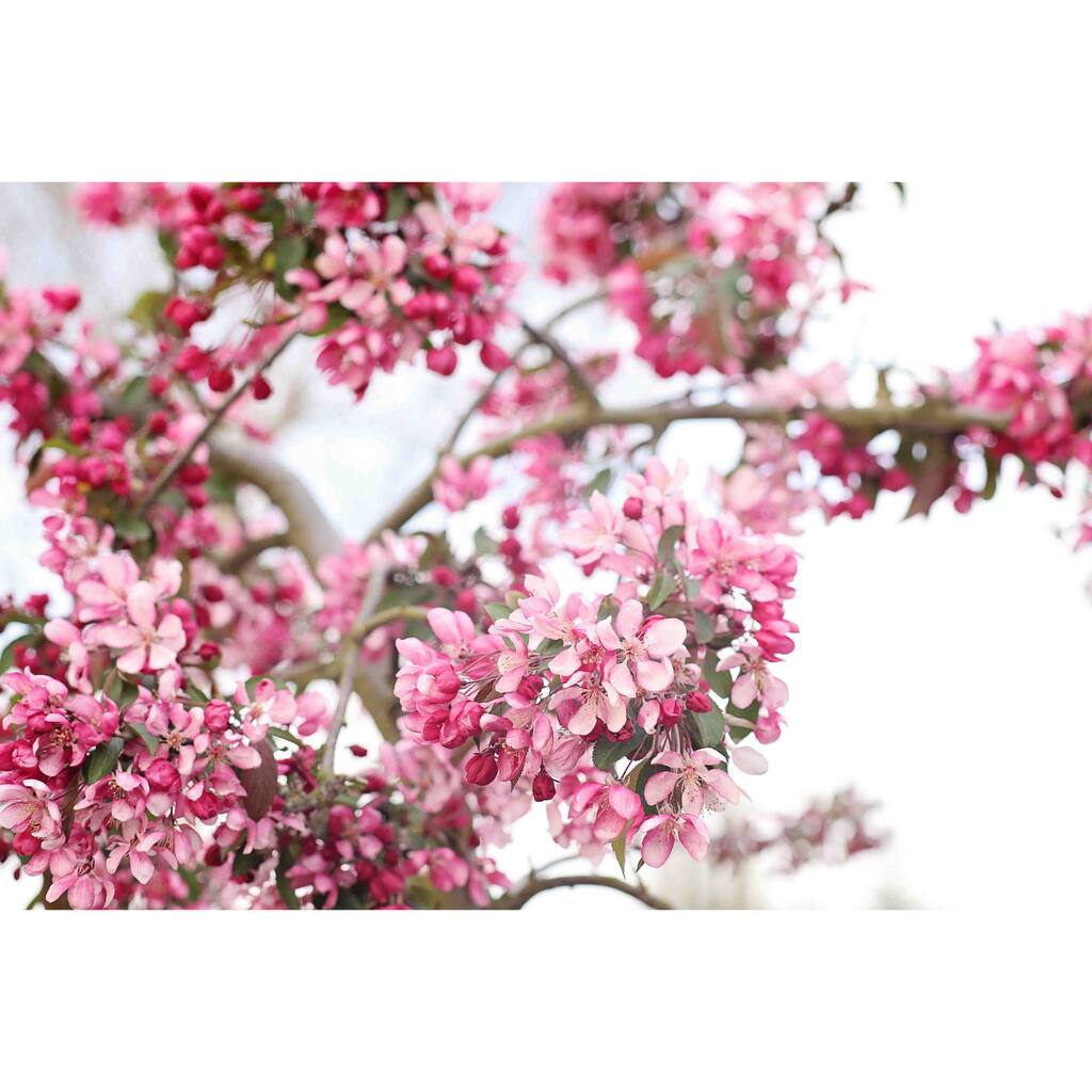 Marmont Hill - 'Spring In Pink' by Sylvia Cook Painting Print on Canvas - Multi-Color